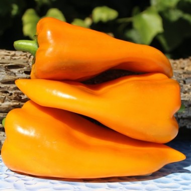 Neu! Paprika Elephant’s Ear Orange (Samen)