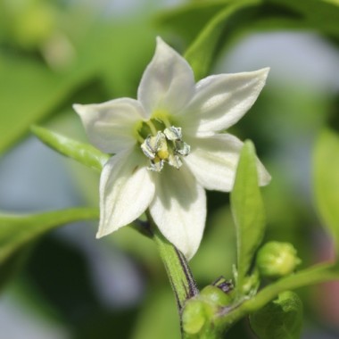 Preview: Neu! Paprika Elephant’s Ear Orange (Samen)