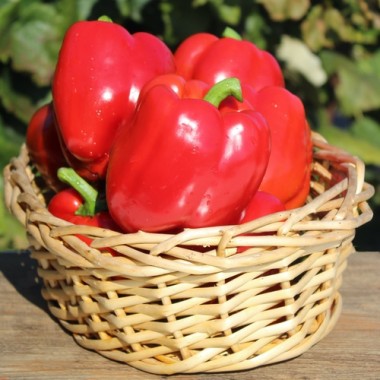 Paprika Emerald Giant (Samen)