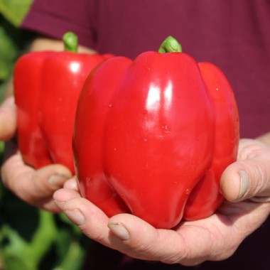 Paprika Emerald Giant (Samen)