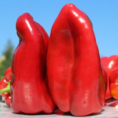 Paprika Fatima (Samen)