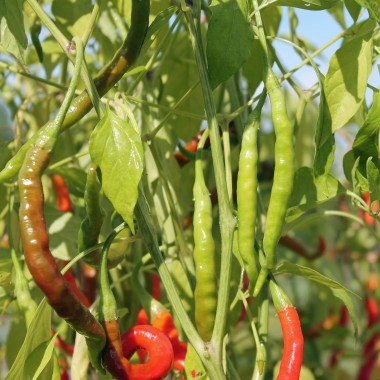 Paprika Himo Togarashi (Samen)