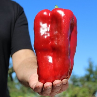 Paprika Infantes (Samen)