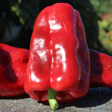 Paprika Infantes (Samen)