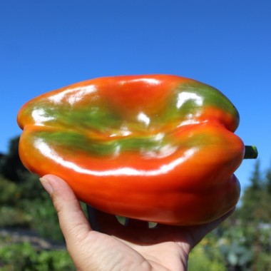 Paprika Infantes (Samen)