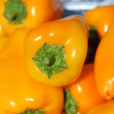 Paprika Jarik (freilandgeeignet) (Samen)