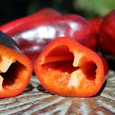 Neu! Paprika Jugo (freilandgeeignet) (Samen)