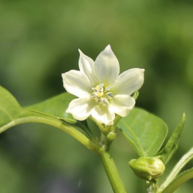 Preview: Neu! Paprika Jugo (freilandgeeignet) (Samen)