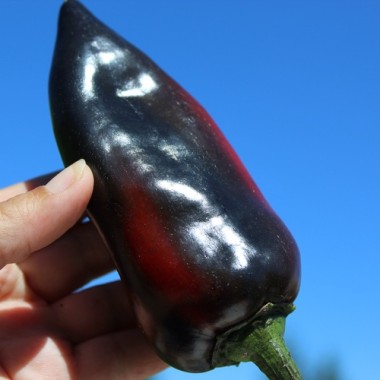 Preview: Neu! Paprika Jugo (freilandgeeignet) (Samen)