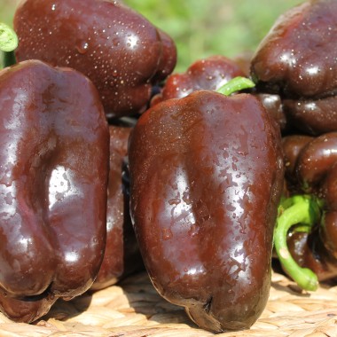 Paprika Karamel (Samen)