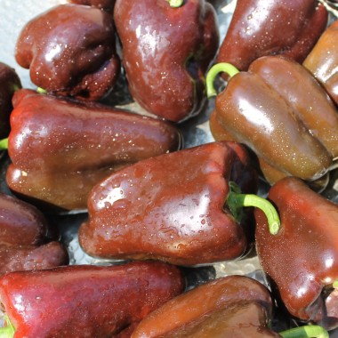 Paprika Karamel (Samen)