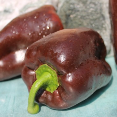Paprika Karamel (Samen)