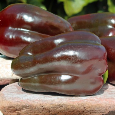 Paprika Karamel (Samen)