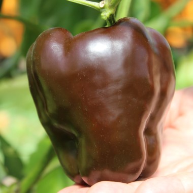 Paprika Karamel (Samen)