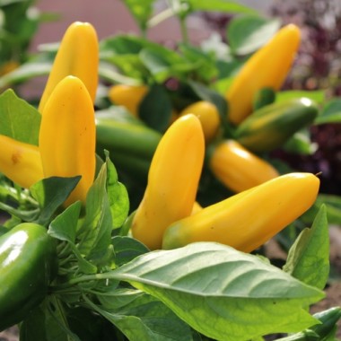 Neu! Paprika Lemon Dream (freilandgeeignet) (Samen)