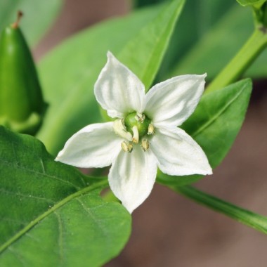 Preview: Neu! Paprika Lemon Dream (freilandgeeignet) (Samen)