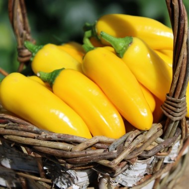 Neu! Paprika Lemon Dream (freilandgeeignet) (Samen)