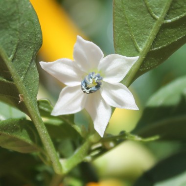 Paprika Medusa Orange (Samen)