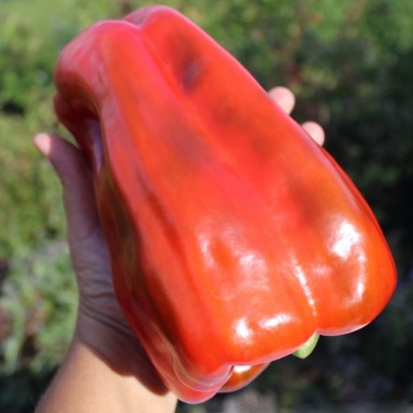 Neu! Paprika Monstrueux de Fréjus (Samen)