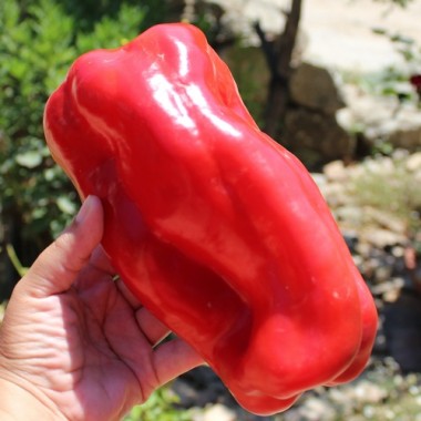 Preview: Neu! Paprika Monstrueux de Fréjus (Samen)