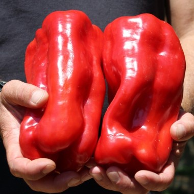 Neu! Paprika Monstrueux de Fréjus (Samen)