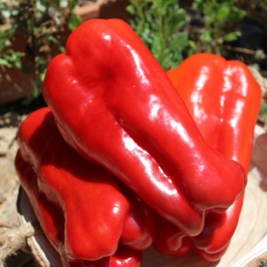 Preview: Neu! Paprika Monstrueux de Fréjus (Samen)