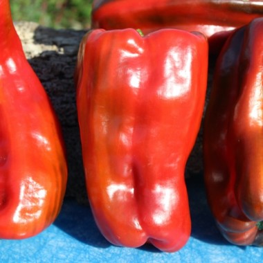 Neu! Paprika Monstrueux de Fréjus (Samen)