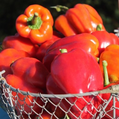 Paprika Neusiedler Ideal (Freilandsorte) (Samen)