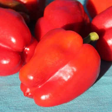 Paprika Neusiedler Ideal (Freilandsorte) (Samen)