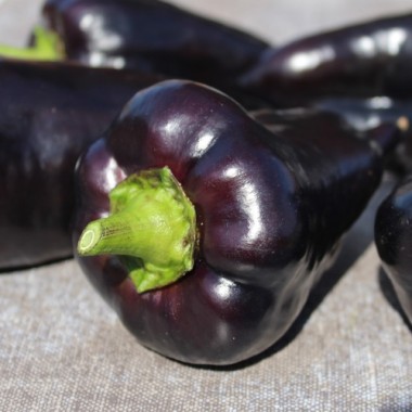 Paprika Nocturne (Samen)