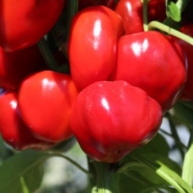 Paprika Nora (Samen)