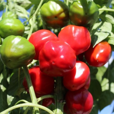Paprika Nora (Samen)