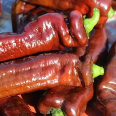 Neu! Paprika Palermo Brown (Samen)