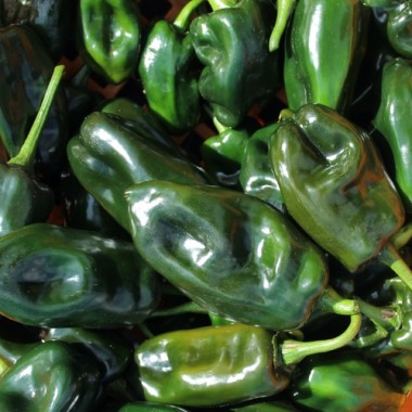 Neu! Paprika Permagreen (Samen)