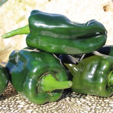 Neu! Paprika Permagreen (Samen)