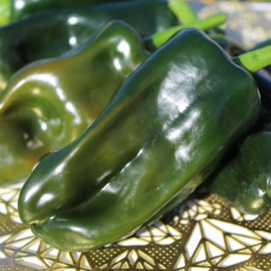 Neu! Paprika Permagreen (Samen)