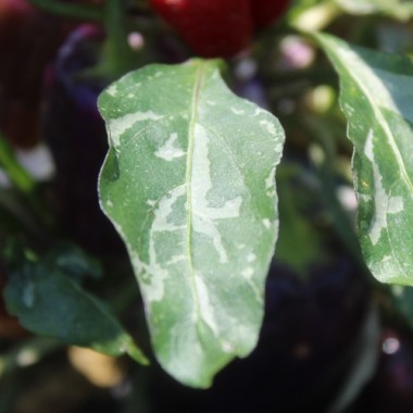 Neu! Paprika Perola Aurora (panaschierter Zwergpaprika) (Samen)