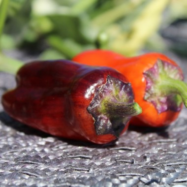 Neu! Paprika Perola Aurora (panaschierter Zwergpaprika) (Samen)