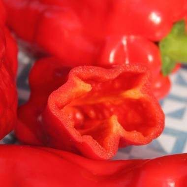 Paprika Pimiento Christal (Samen)