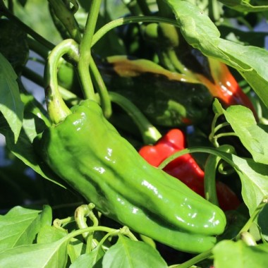 Paprika Pimiento Christal (Samen)