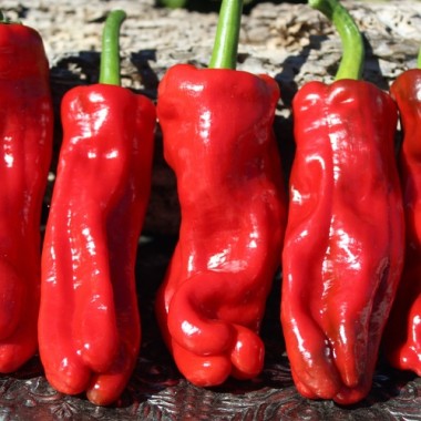Paprika Pimiento Christal (Samen)