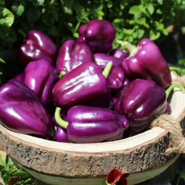 Paprika Purple Miniblock (Samen)