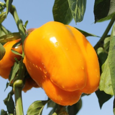 - Kopie - Kopie - Kopie - Kopie