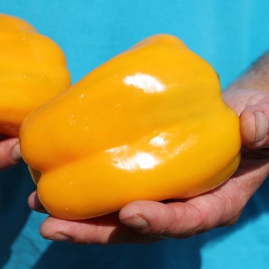 Preview: Paprika Quadrato d'Asti Giallo (Samen)