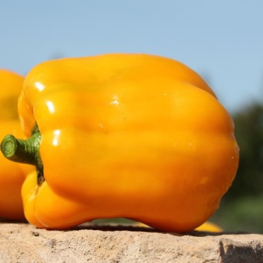 Preview: Paprika Quadrato d'Asti Giallo (Samen)