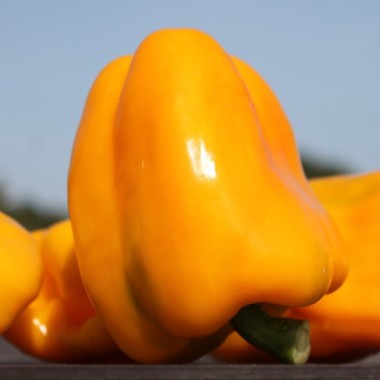 Preview: Paprika Quadrato d'Asti Giallo (Samen)