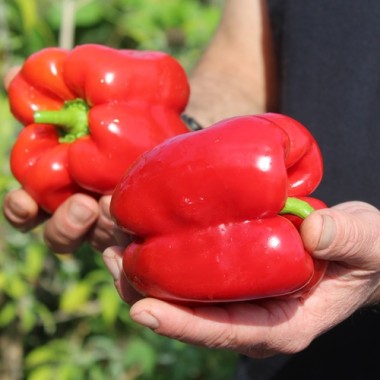 Paprika Quadrato d’Asti Rosso (Samen)
