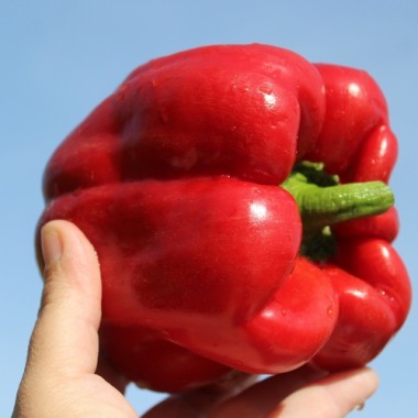 Paprika Quadrato d’Asti Rosso (Samen)