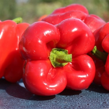 Paprika Quadrato d’Asti Rosso (Samen)