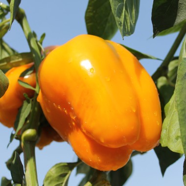 Paprika Quadrato d'Asti Giallo (Samen)